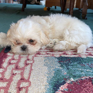 Meet your Posher, Lily